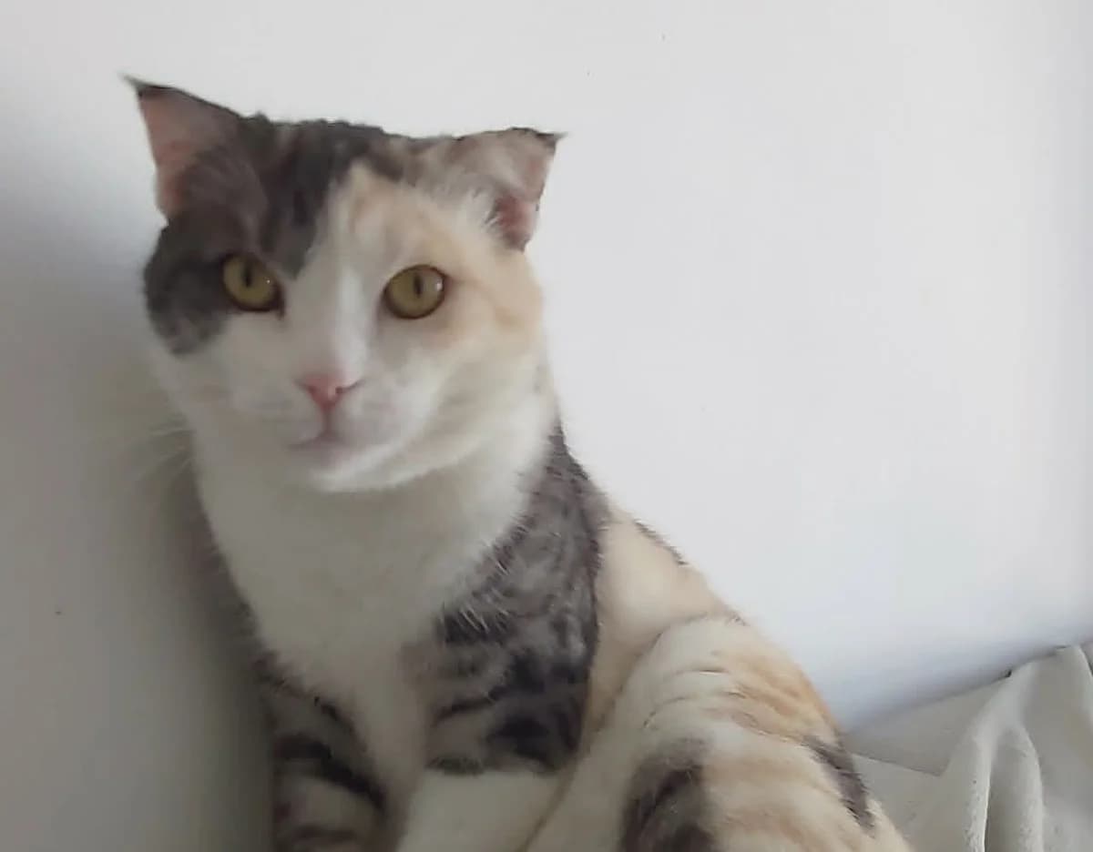 Serenity, male 5yo Mixed Breed for adoption at Cool Critters, Cool Critters