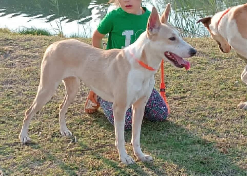 Skye, male 3yo Mixed Breed for adoption at Cool Critters, Cool Critters