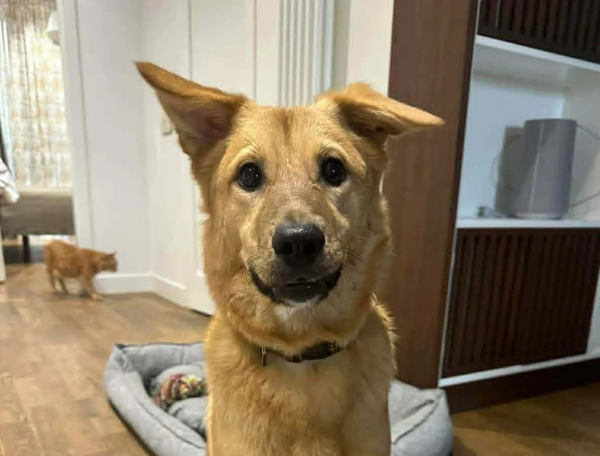 Amanda, Mixed Breed (Cool Critters)