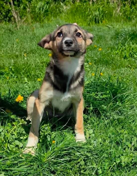 Livvi, Mixed Breed (Cool Critters)