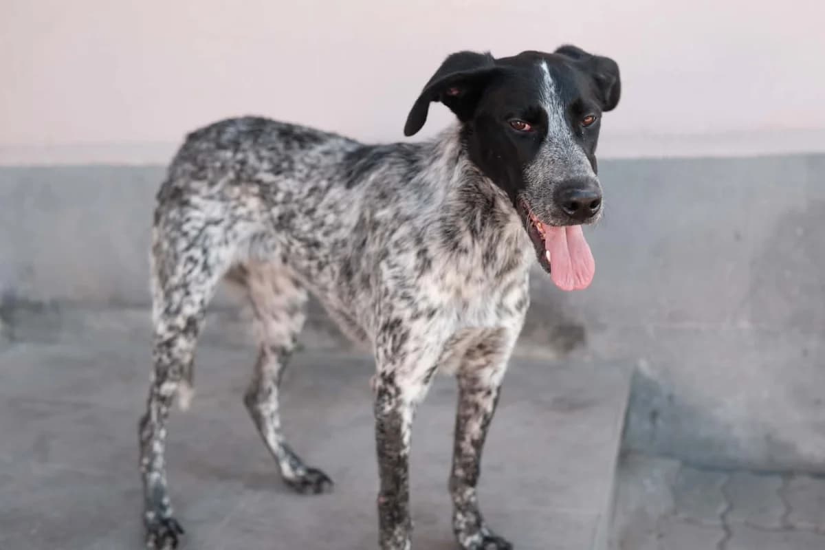 Bonya, Mixed Breed (Cool Critters)