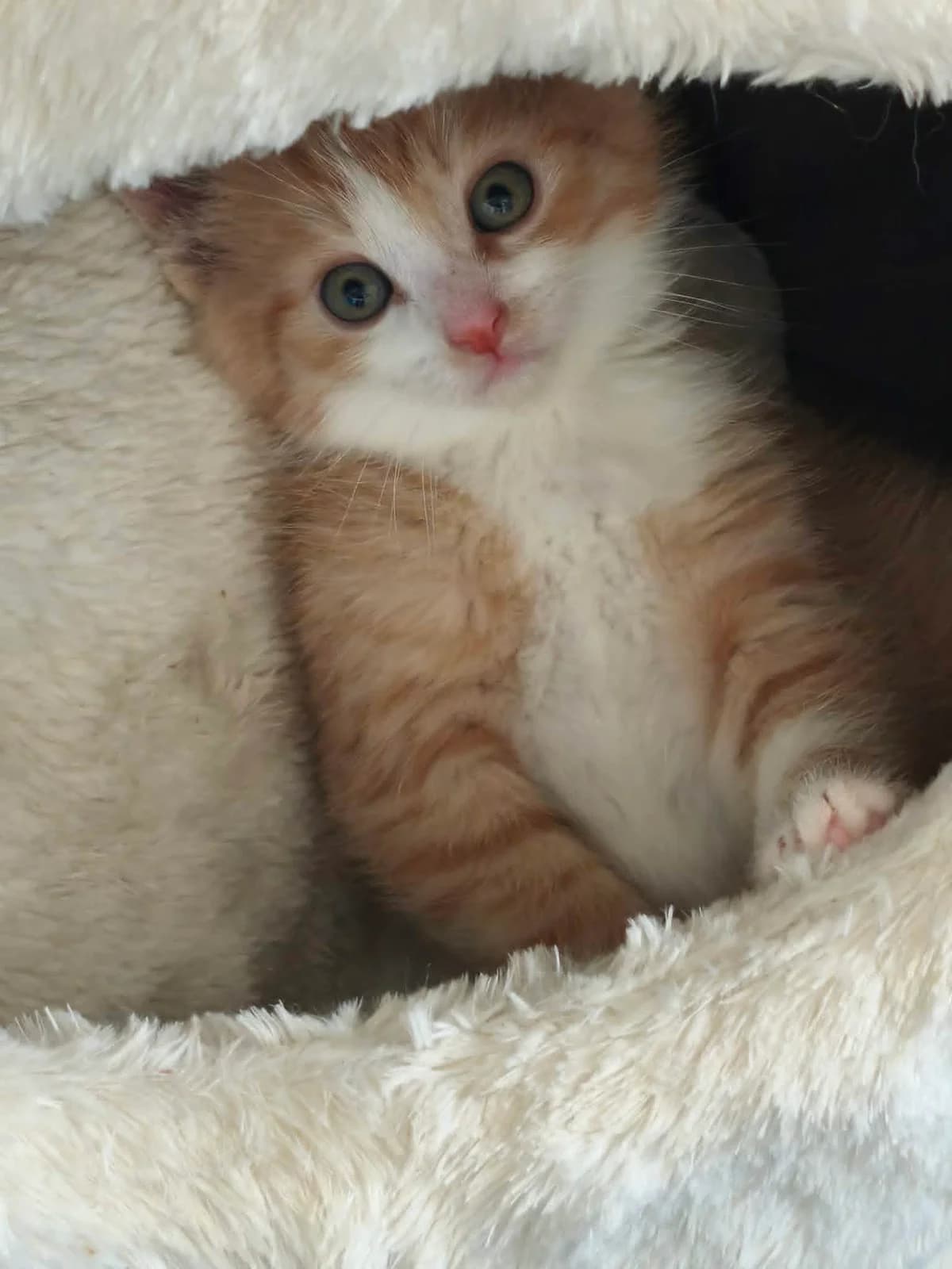 Cheddar, male puppy Mixed Breed for adoption at Cool Critters, Cool Critters