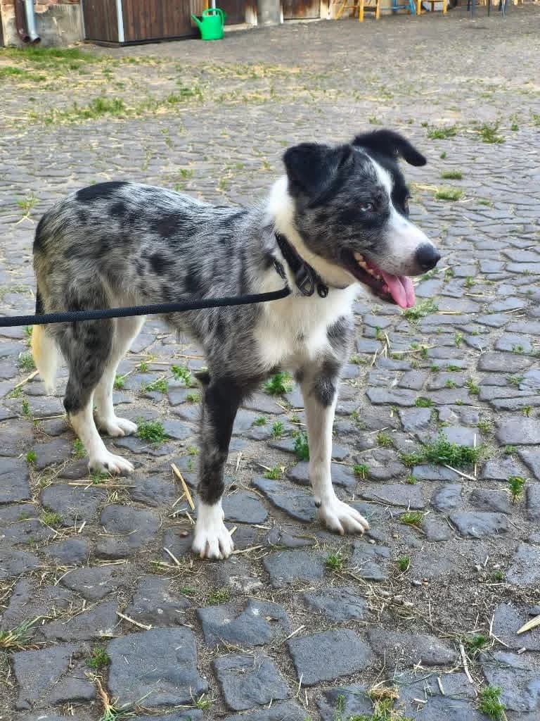Della, male puppy Mixed Breed for adoption at Cool Critters, Cool Critters