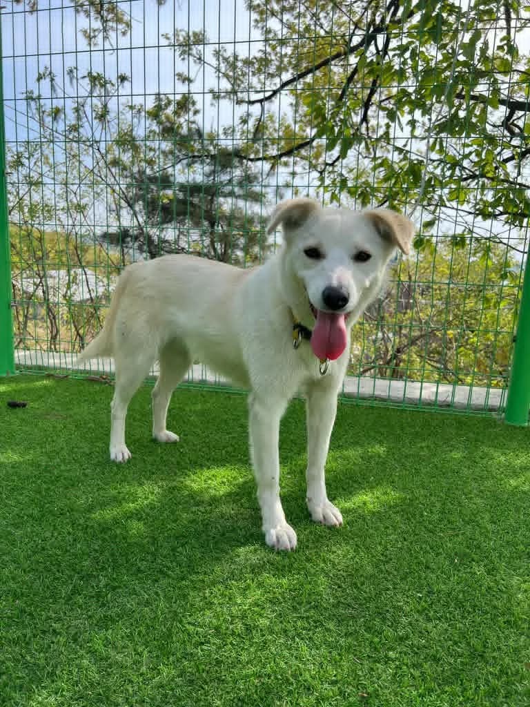 Nellie, male puppy Mixed Breed for adoption at Cool Critters, Cool Critters