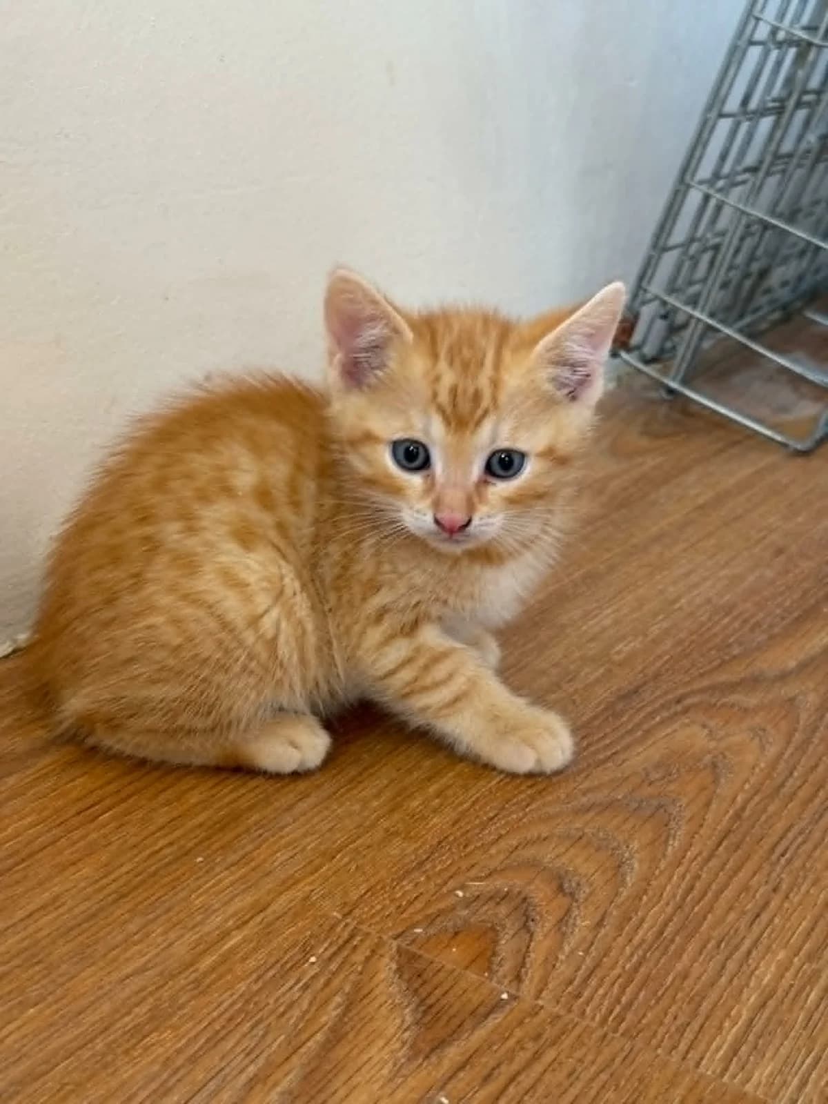 Bilbo, male puppy Mixed Breed for adoption at Cool Critters, Cool Critters