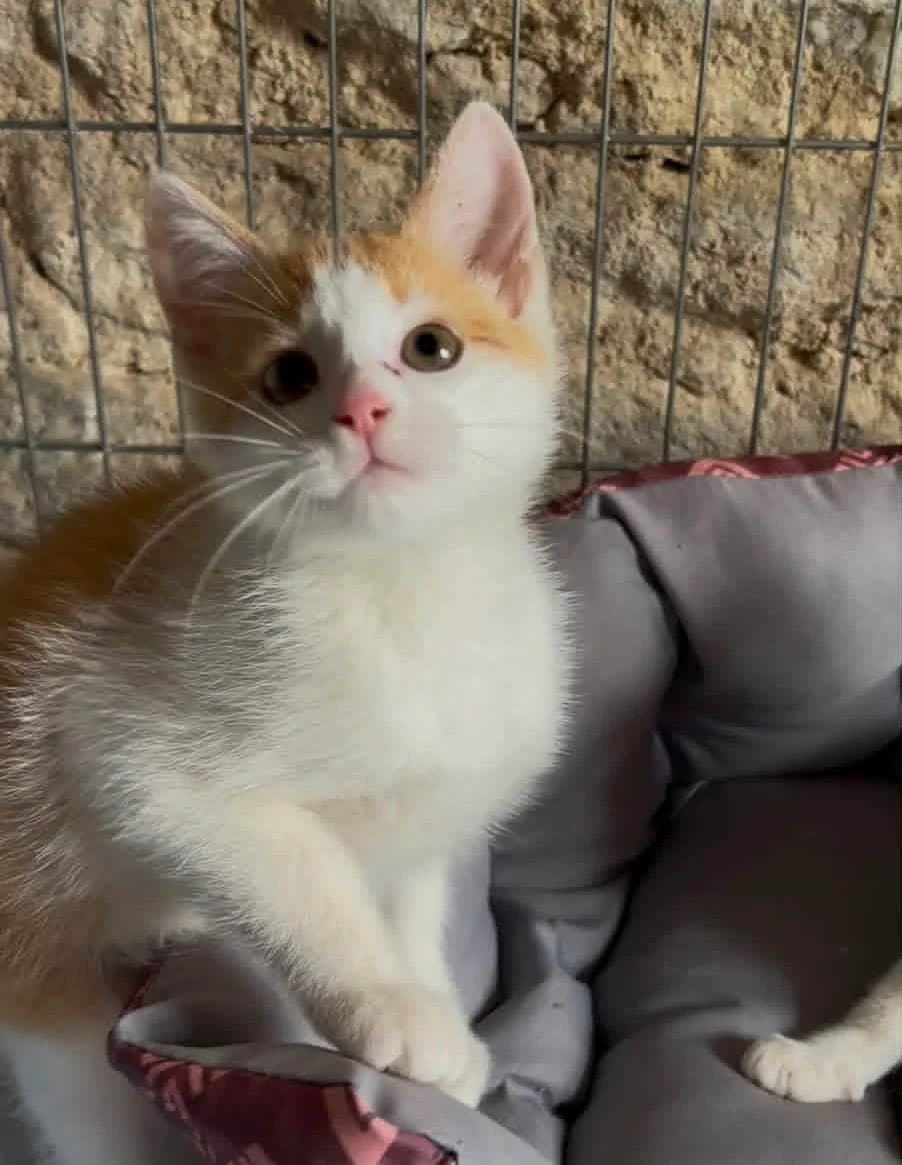 Vegas, male puppy Mixed Breed for adoption at Cool Critters, Cool Critters