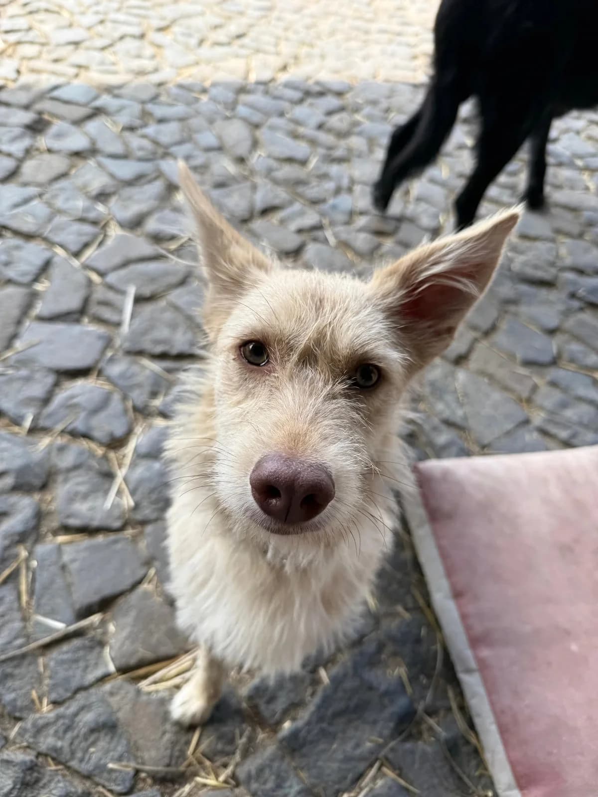 Milka, male Mixed Breed for adoption at Cool Critters, Cool Critters