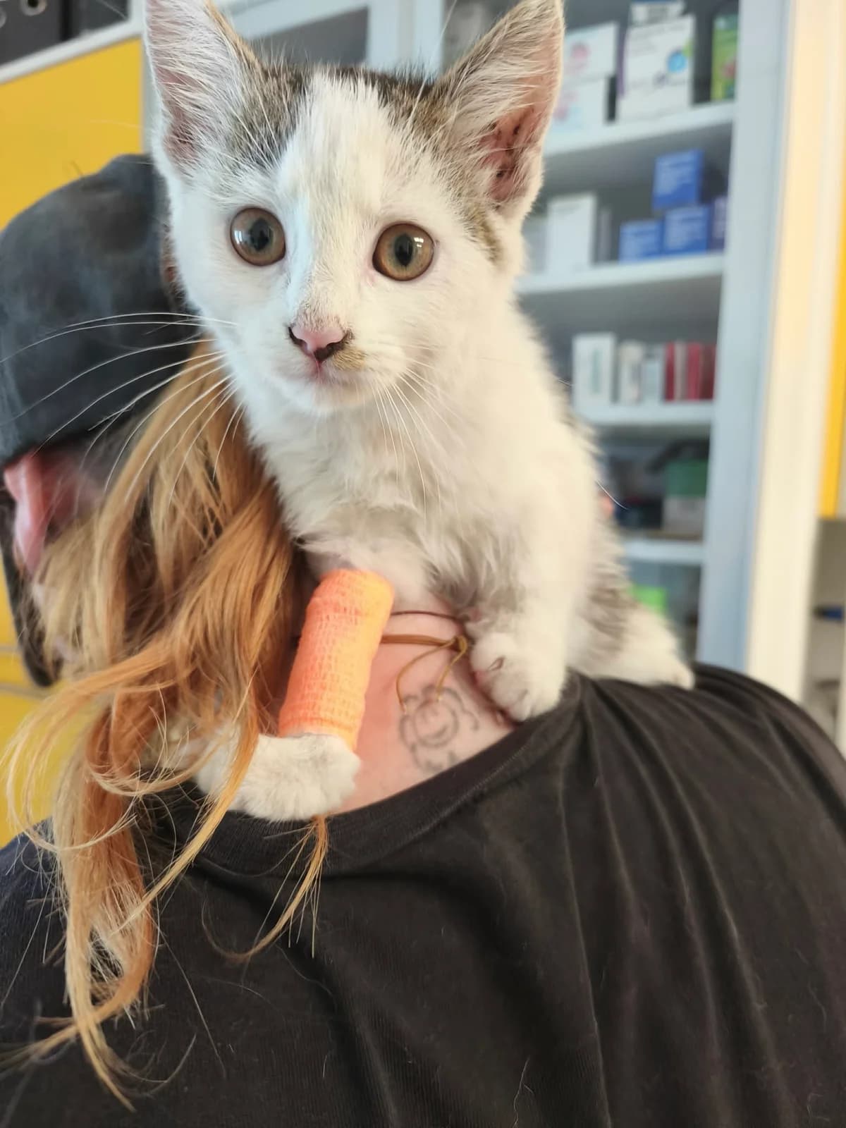 Spock, male Mixed Breed for adoption at Cool Critters, Cool Critters