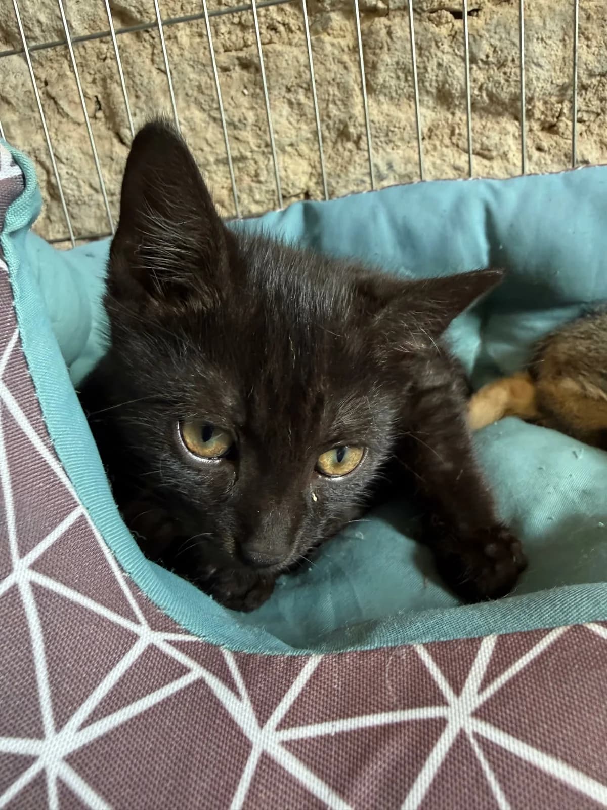 Bruce, Mixed Breed (Cool Critters)