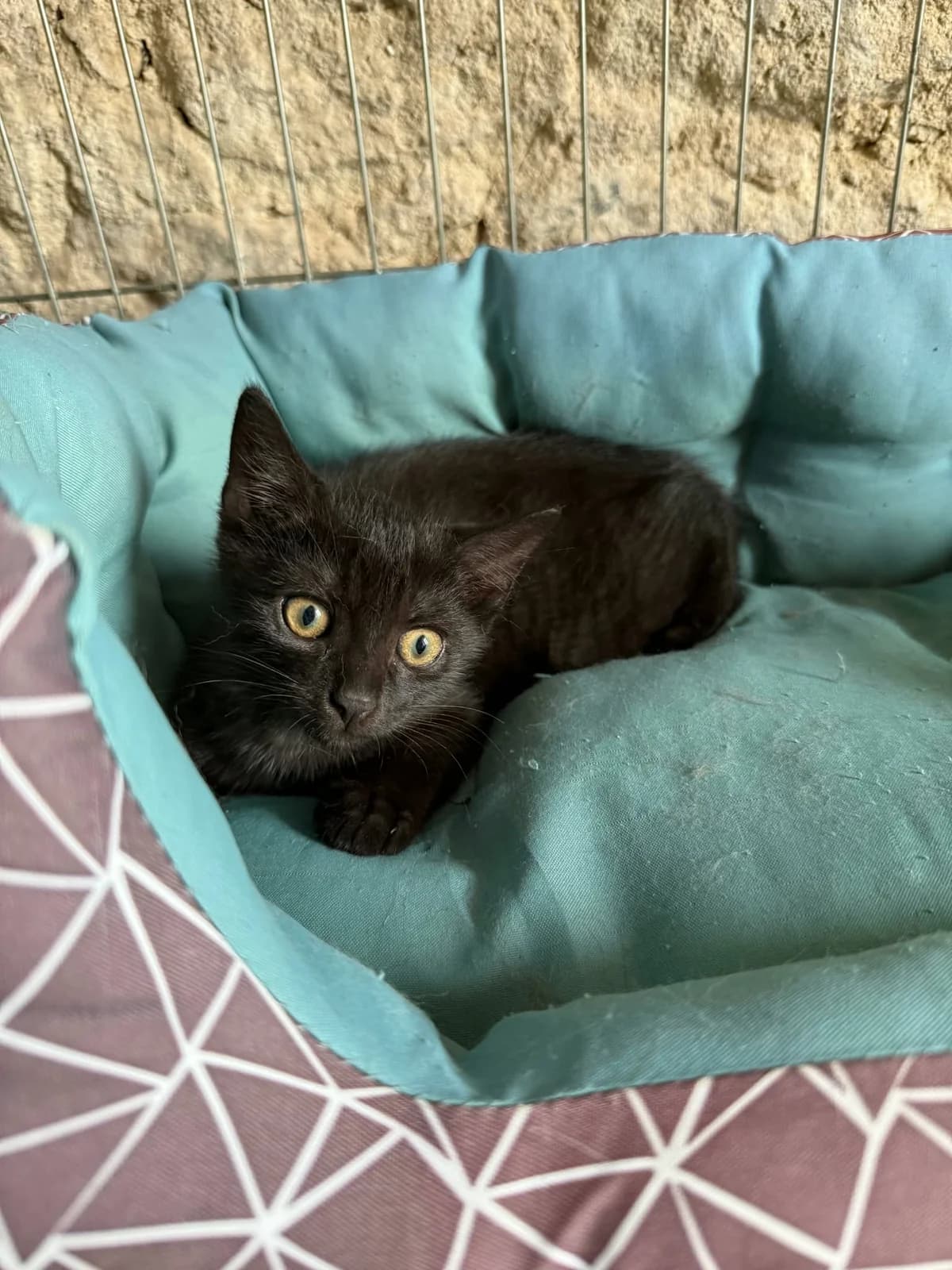 Buffy, Mixed Breed (Cool Critters)