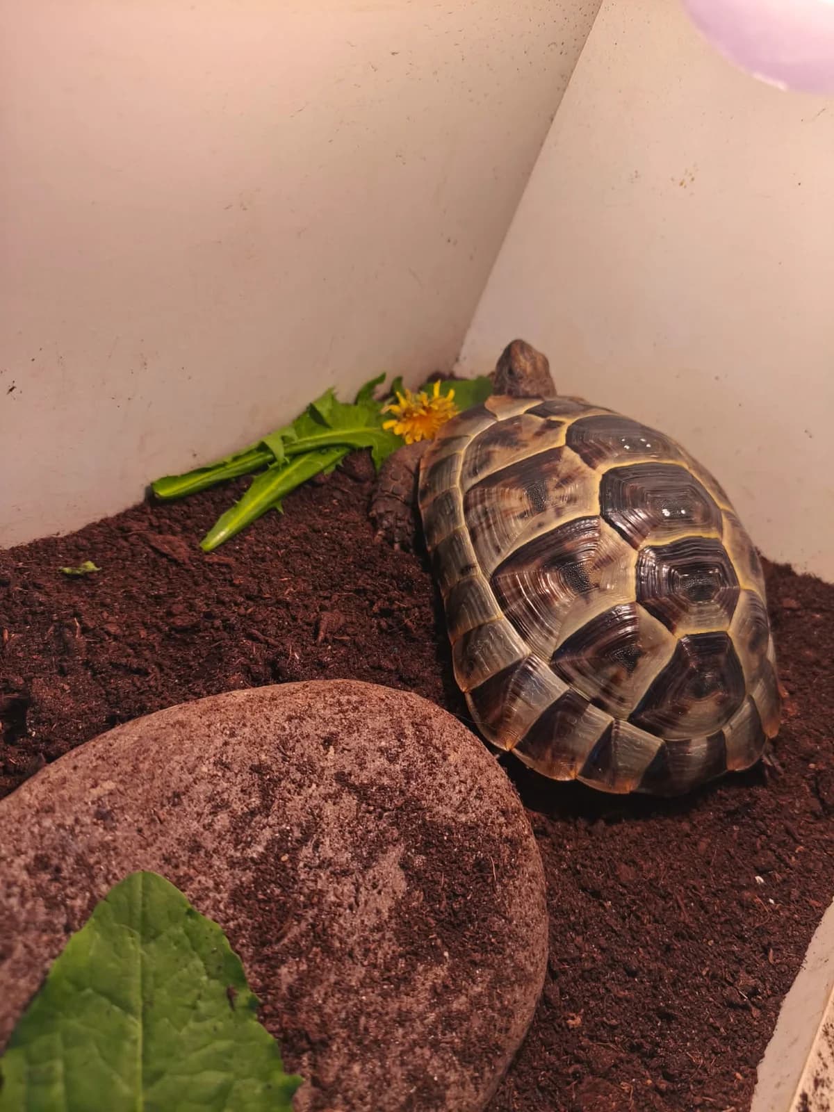 Fastik, male Mixed Breed for adoption at Cool Critters, Cool Critters