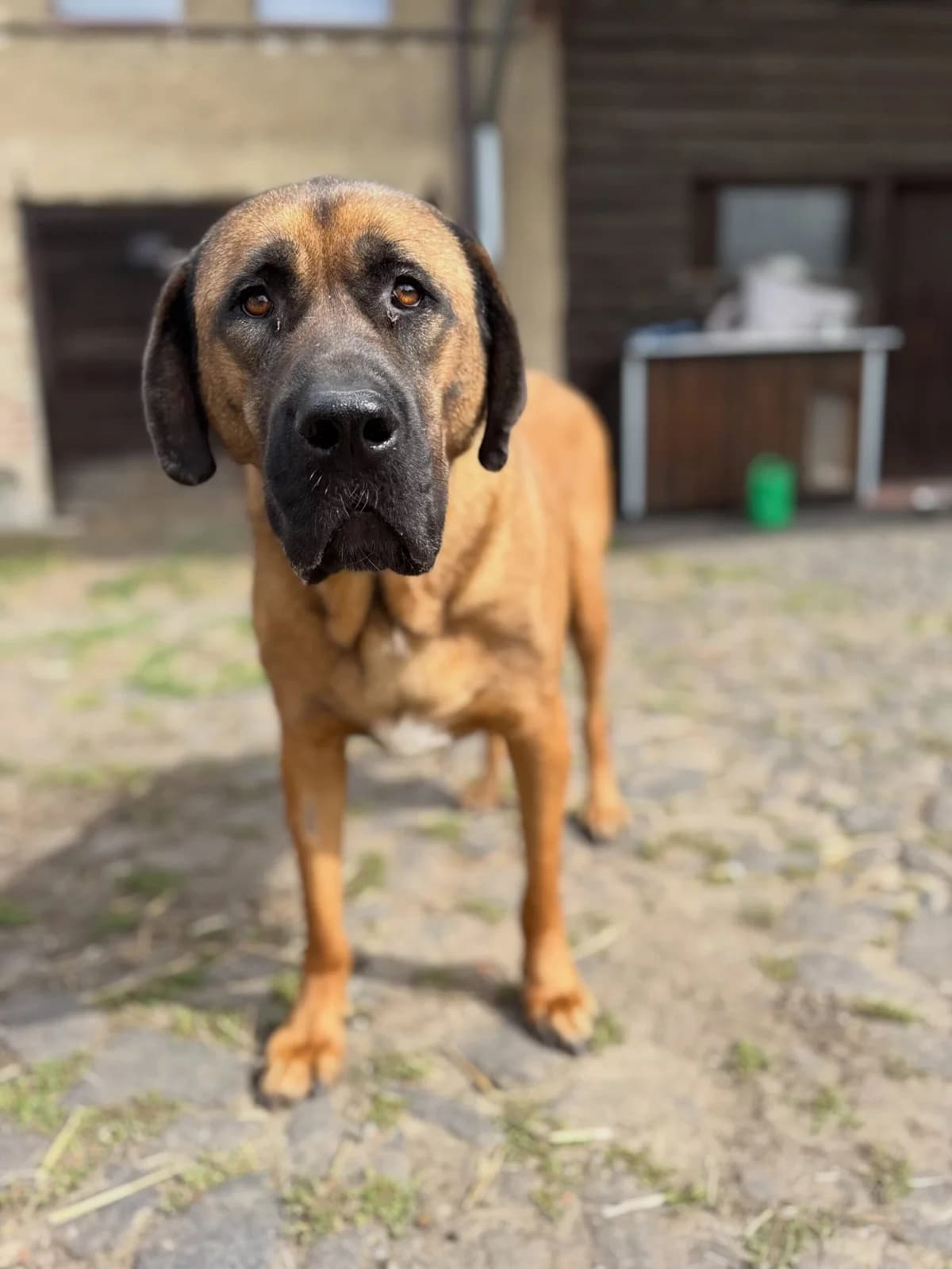 Annie, female 5yo Mixed Breed for adoption at Cool Critters, Cool Critters