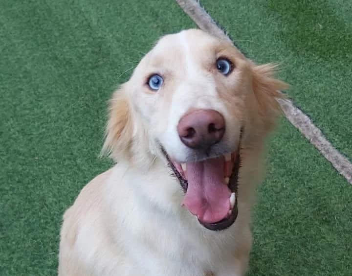 Dungo, male Mixed Breed for adoption at Cool Critters, Cool Critters