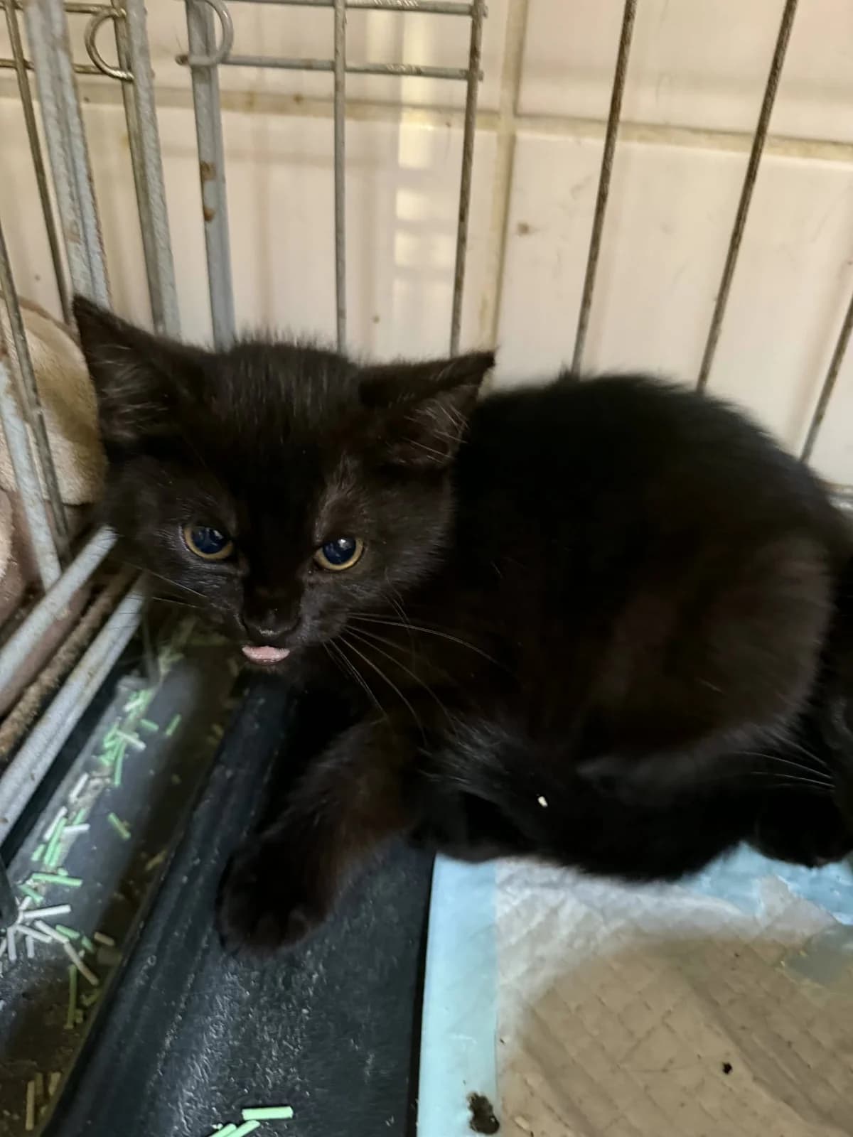 Secret, Mixed Breed (Cool Critters)