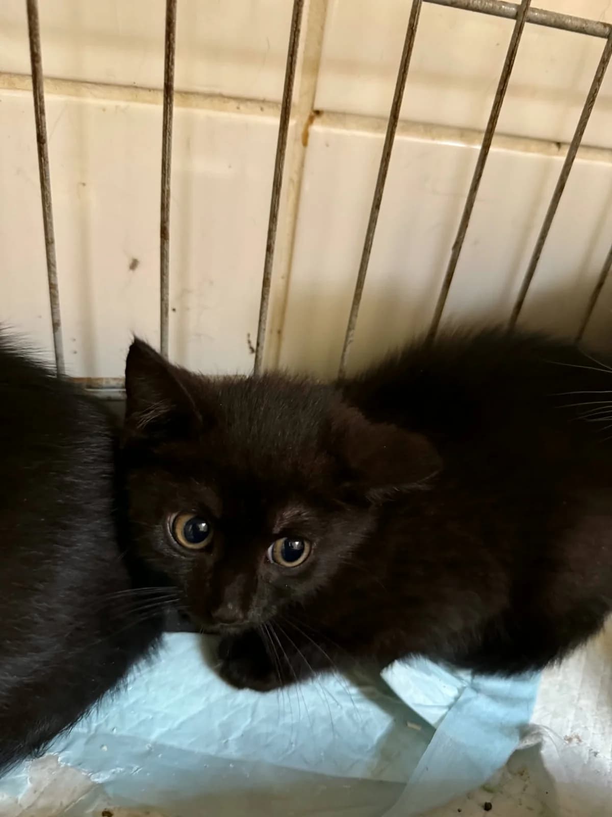 Magic, Mixed Breed (Cool Critters)