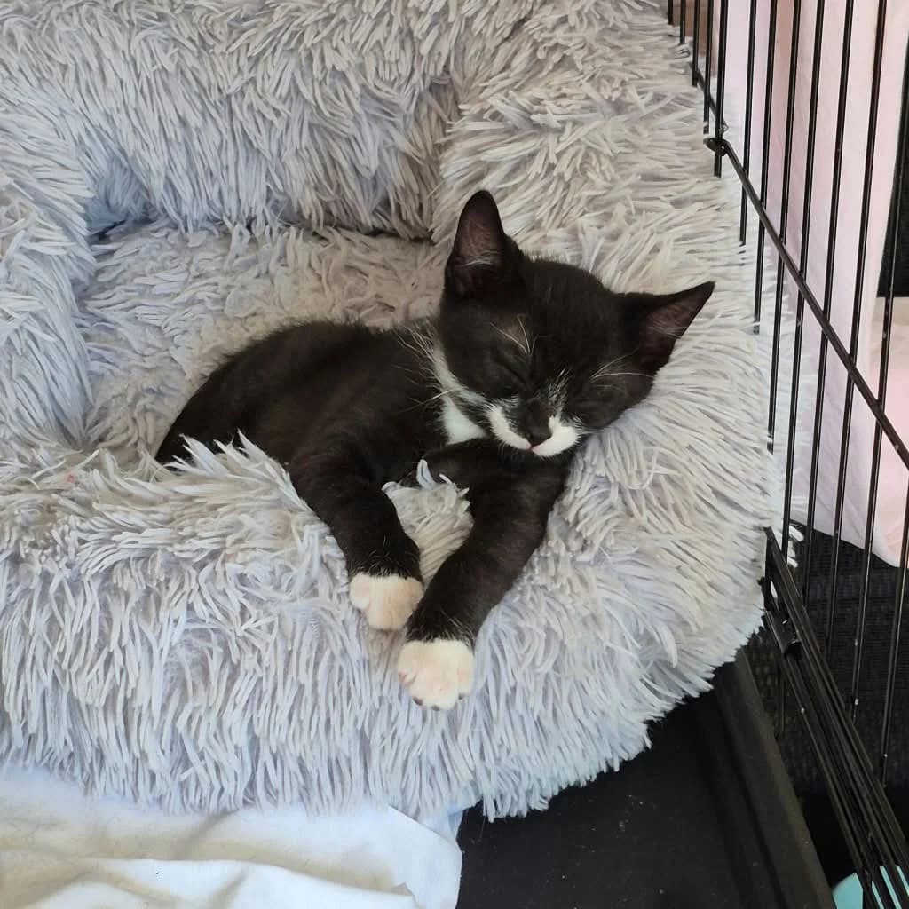 Vašík, male puppy Mixed Breed for adoption at Cool Critters, Cool Critters