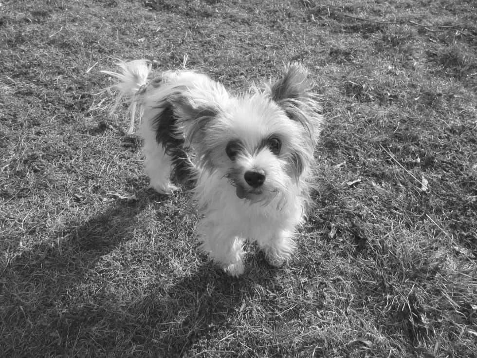 Lensi, male senior Mixed Breed for adoption at Cool Critters, Cool Critters