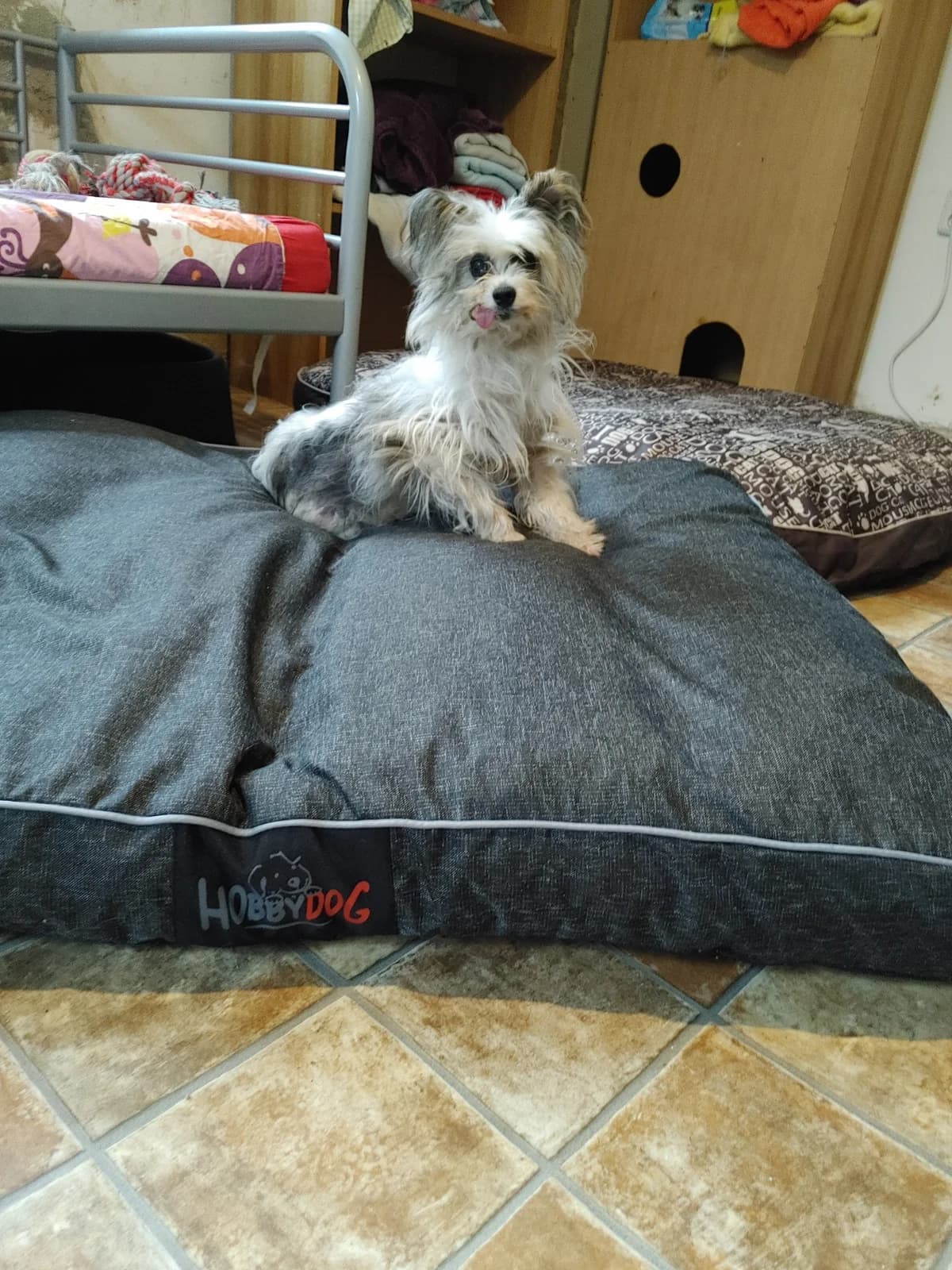 Lensi, male Mixed Breed for adoption at Cool Critters, Cool Critters photo 2