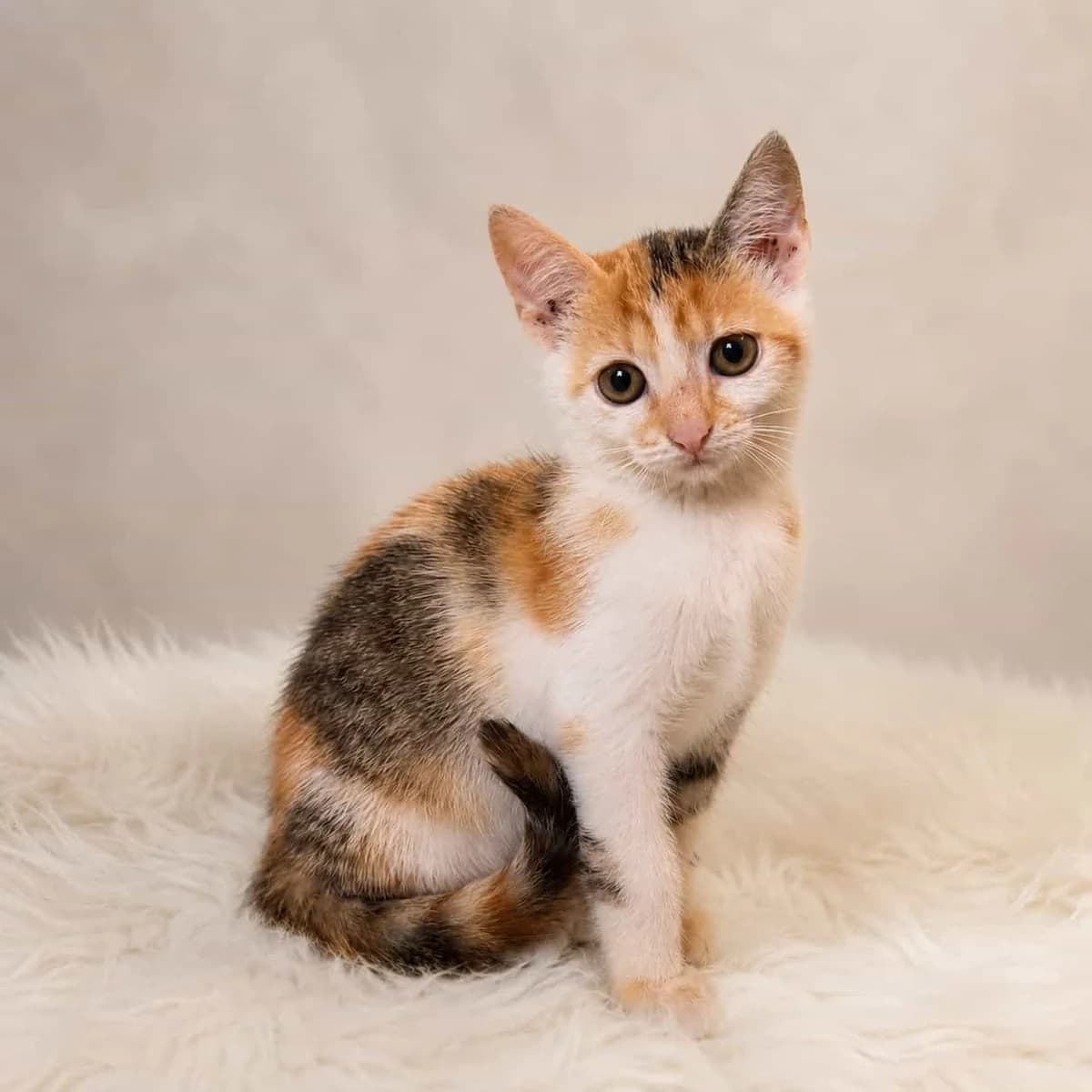 Samba, puppy Mixed Breed for adoption at Destiny Pet CZ