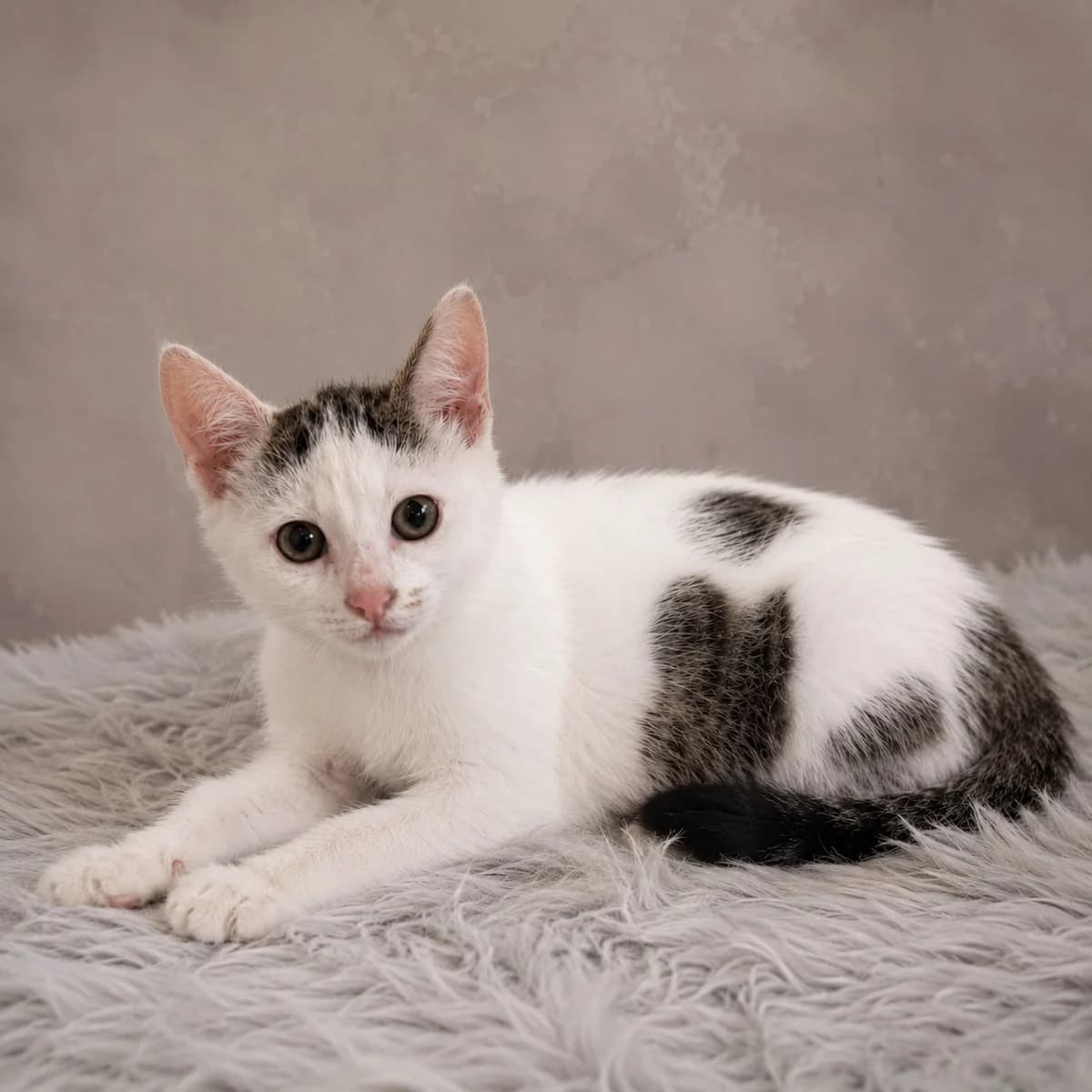 Waltz, puppy Mixed Breed for adoption at Destiny Pet CZ