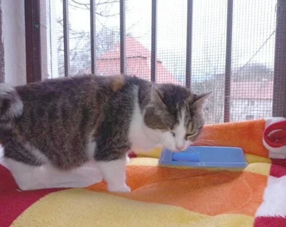 Alfa, female Mixed Breed for adoption at Devět životů, Czech Republic