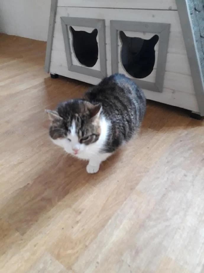 Alfa, female Mixed Breed for adoption at Devět životů, Czech Republic — photo 2 of 10