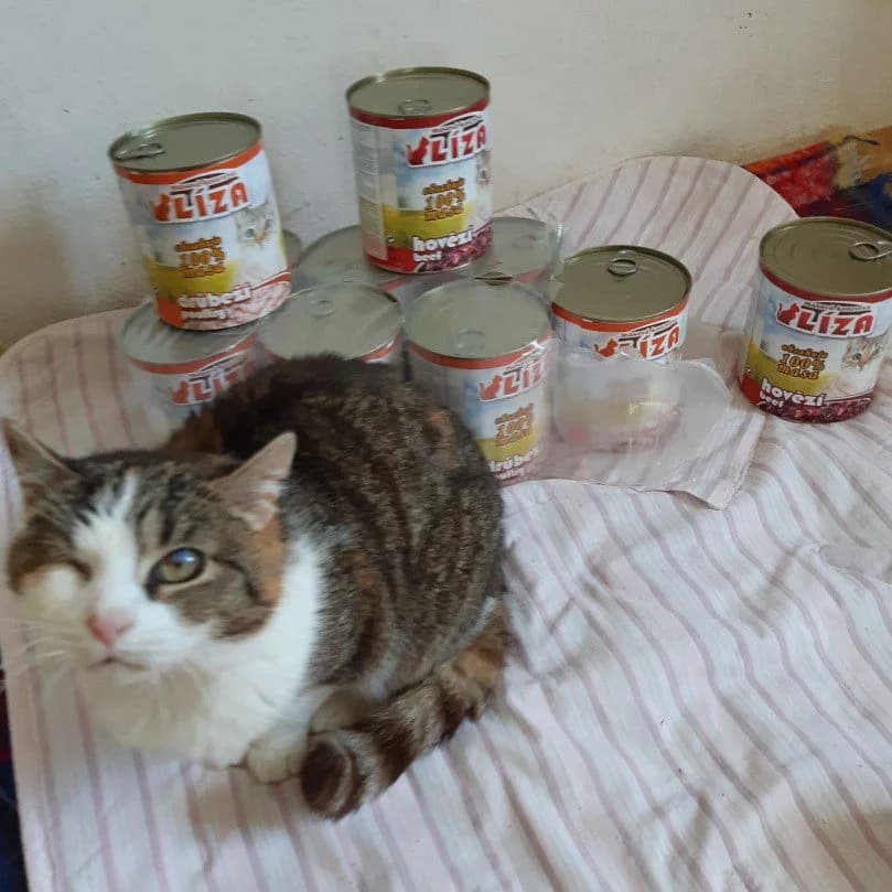 Alfa, female Mixed Breed for adoption at Devět životů, Czech Republic — photo 3 of 10