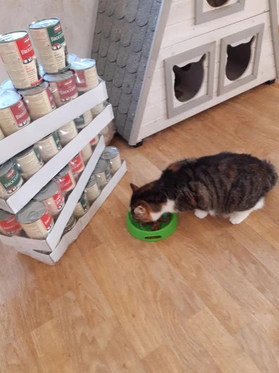 Alfa, female Mixed Breed for adoption at Devět životů, Czech Republic — photo 4 of 10