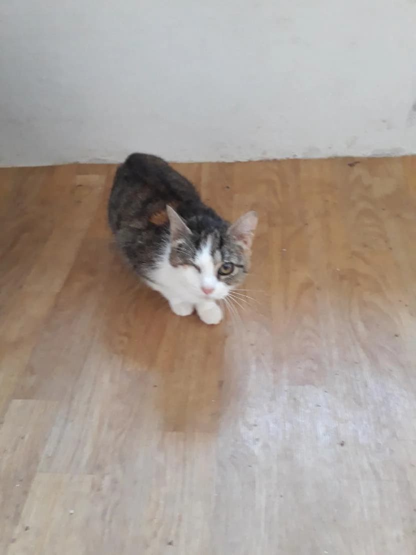 Alfa, female Mixed Breed for adoption at Devět životů, Czech Republic — photo 5 of 10