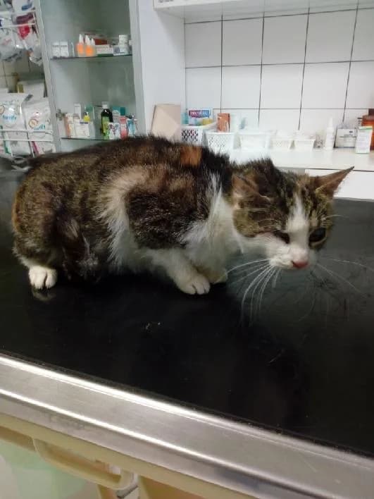 Alfa, female Mixed Breed for adoption at Devět životů, Czech Republic — photo 7 of 10