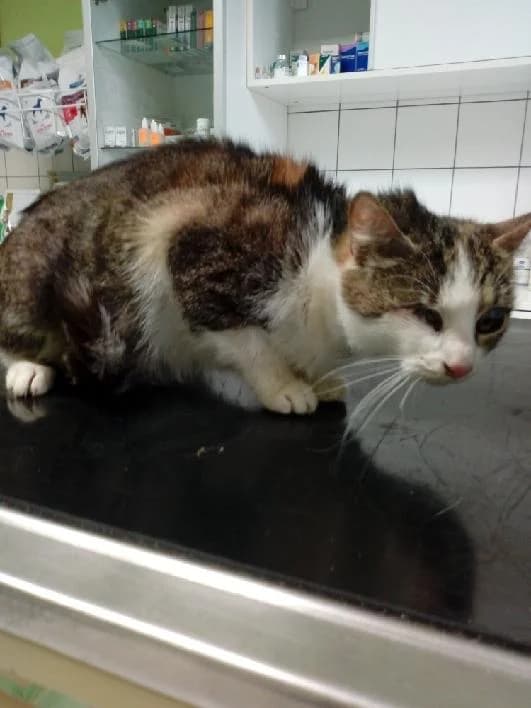 Alfa, female Mixed Breed for adoption at Devět životů, Czech Republic — photo 8 of 10