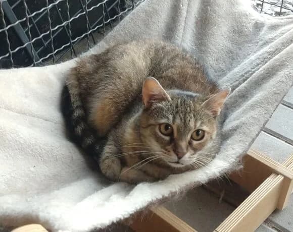 Beruška, female Mixed Breed for adoption at Devět životů, Czech Republic