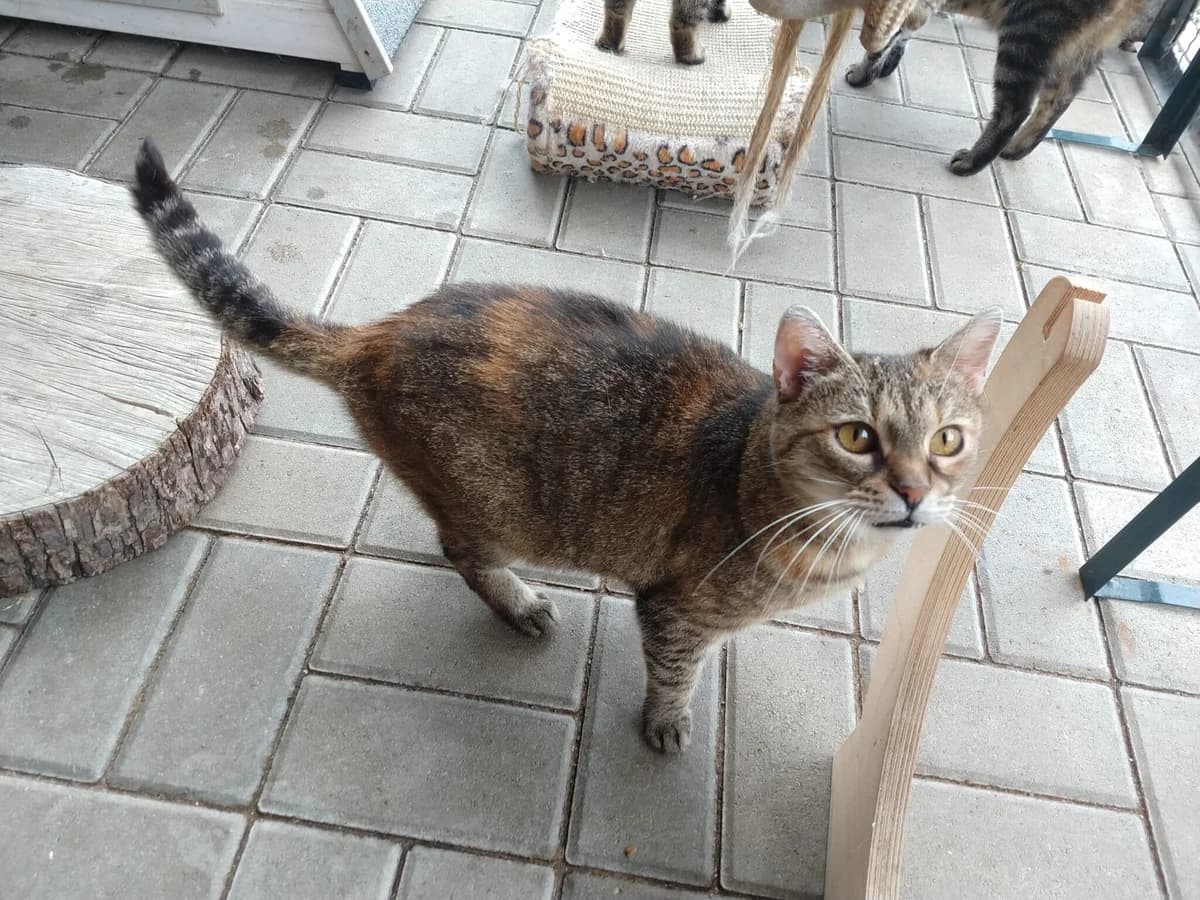 Beruška, female Mixed Breed for adoption at Devět životů, Czech Republic — photo 2 of 13