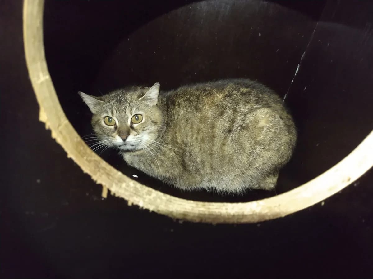 Beruška, female Mixed Breed for adoption at Devět životů, Czech Republic — photo 3 of 13
