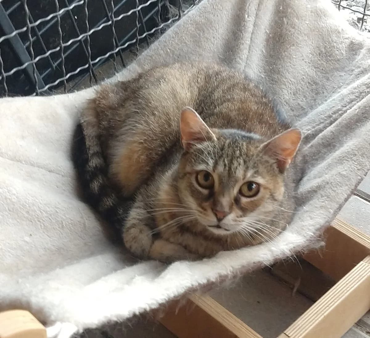 Beruška, female Mixed Breed for adoption at Devět životů, Czech Republic — photo 4 of 13