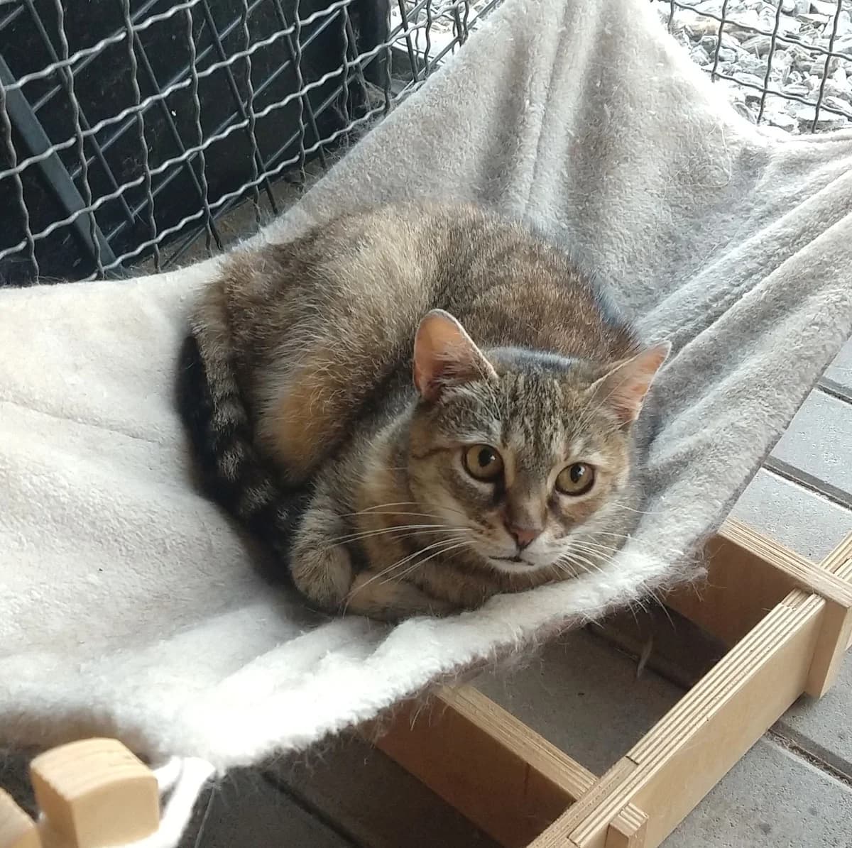 Beruška, female Mixed Breed for adoption at Devět životů, Czech Republic — photo 5 of 13