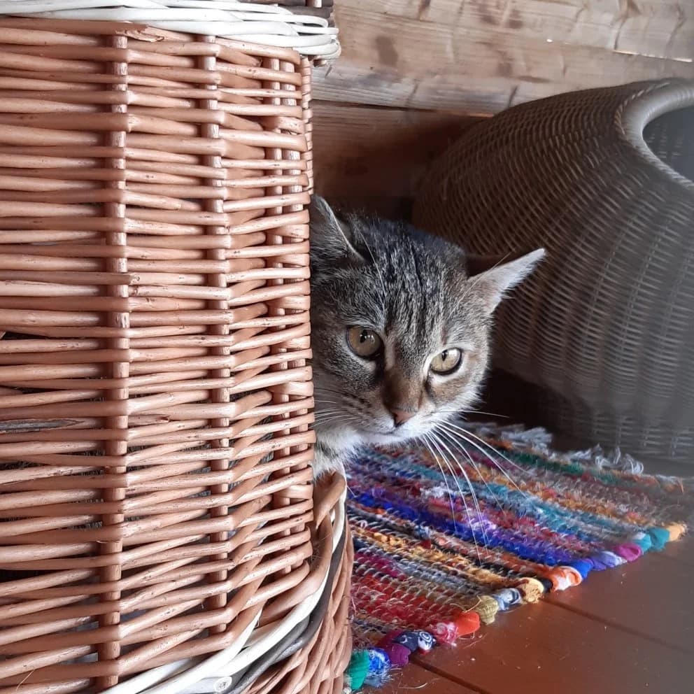 Beruška, female Mixed Breed for adoption at Devět životů, Czech Republic — photo 6 of 13