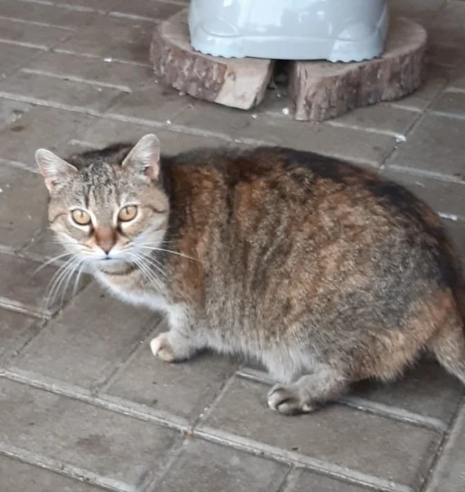 Beruška, female Mixed Breed for adoption at Devět životů, Czech Republic — photo 7 of 13