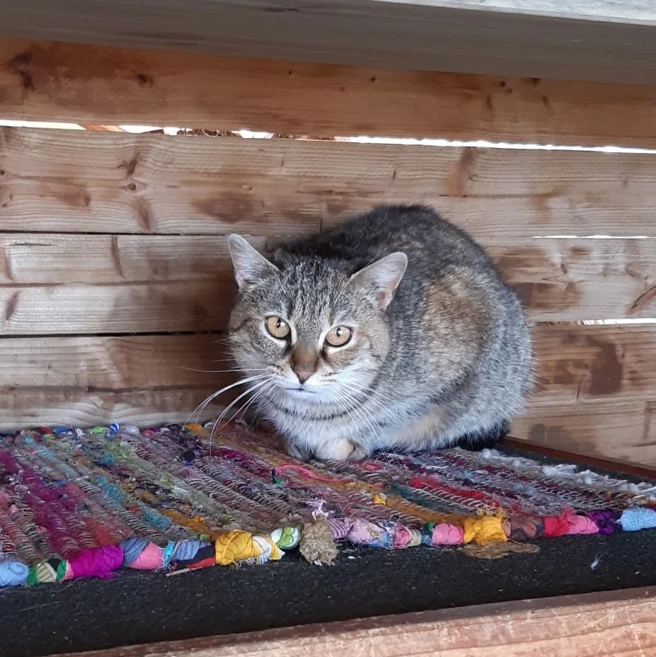 Beruška, female Mixed Breed for adoption at Devět životů, Czech Republic — photo 8 of 13