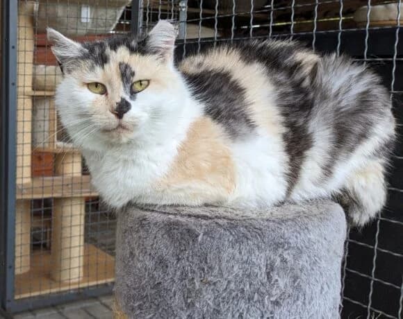 Breki, female Mixed Breed for adoption at Devět životů, Czech Republic