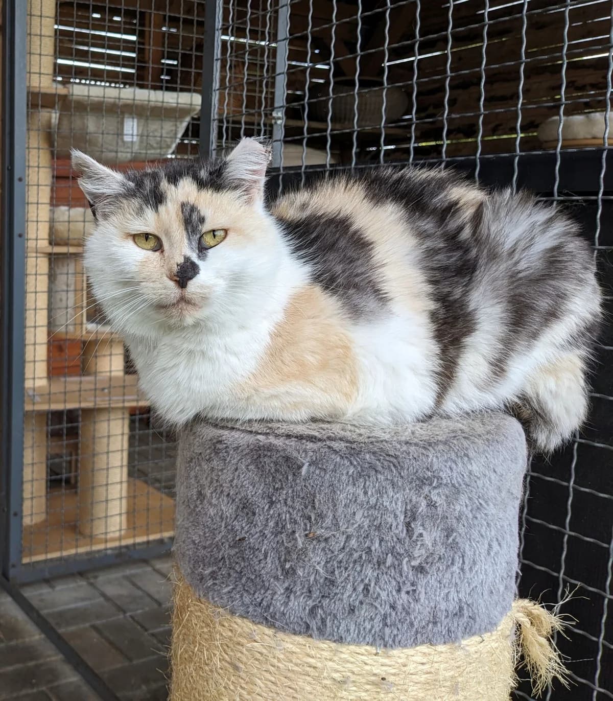 Breki, female Mixed Breed for adoption at Devět životů, Czech Republic — photo 2 of 26