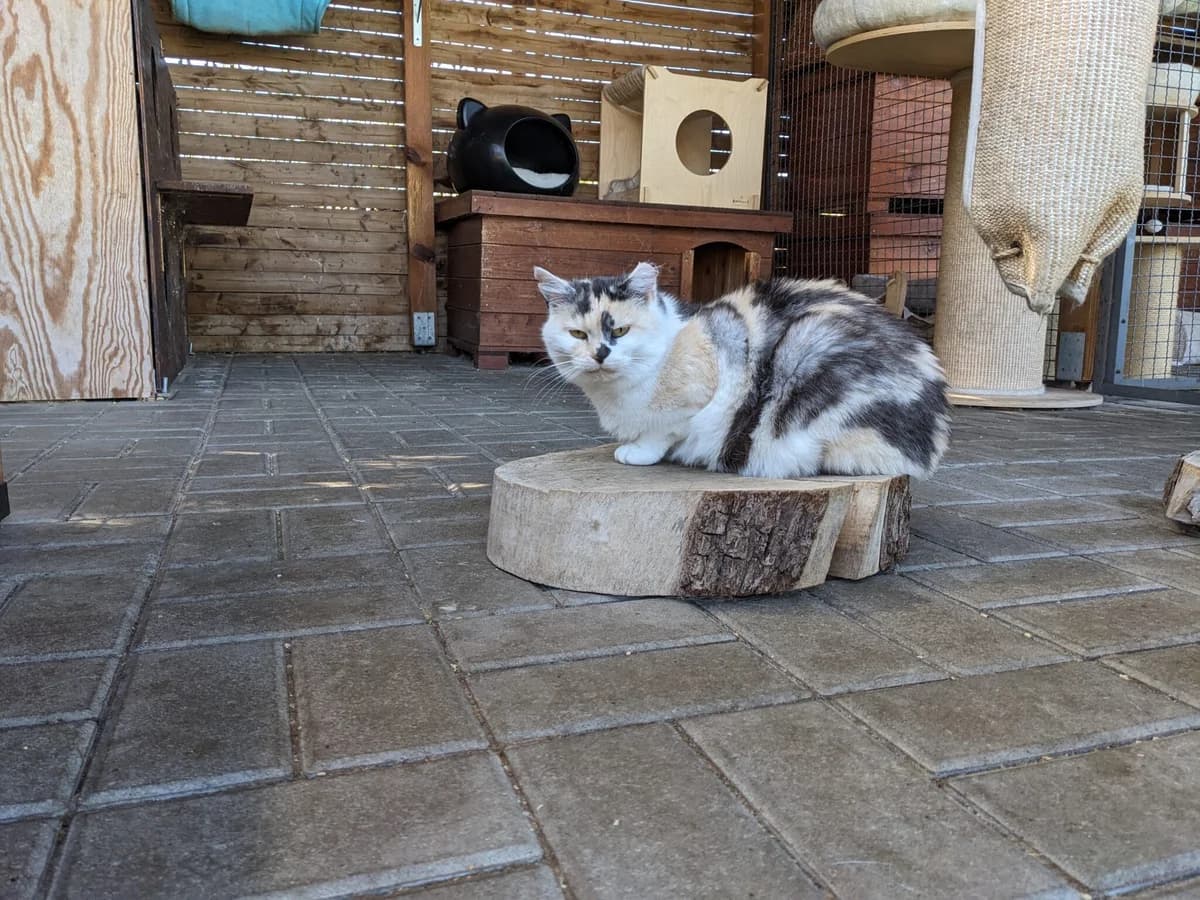 Breki, female Mixed Breed for adoption at Devět životů, Czech Republic — photo 3 of 26