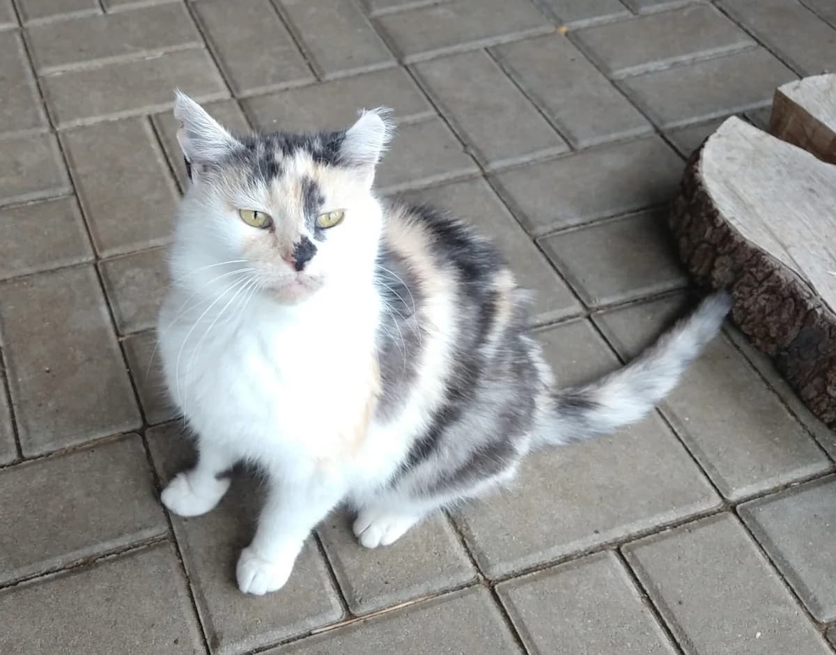 Breki, female Mixed Breed for adoption at Devět životů, Czech Republic — photo 4 of 26