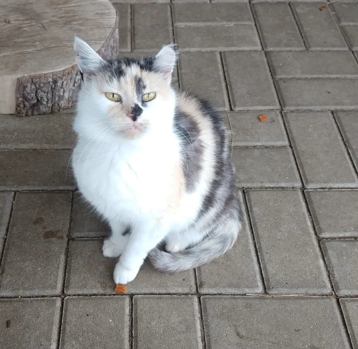 Breki, female Mixed Breed for adoption at Devět životů, Czech Republic — photo 5 of 26