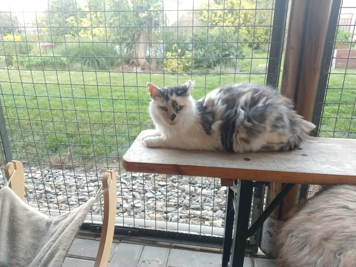 Breki, female Mixed Breed for adoption at Devět životů, Czech Republic — photo 6 of 26