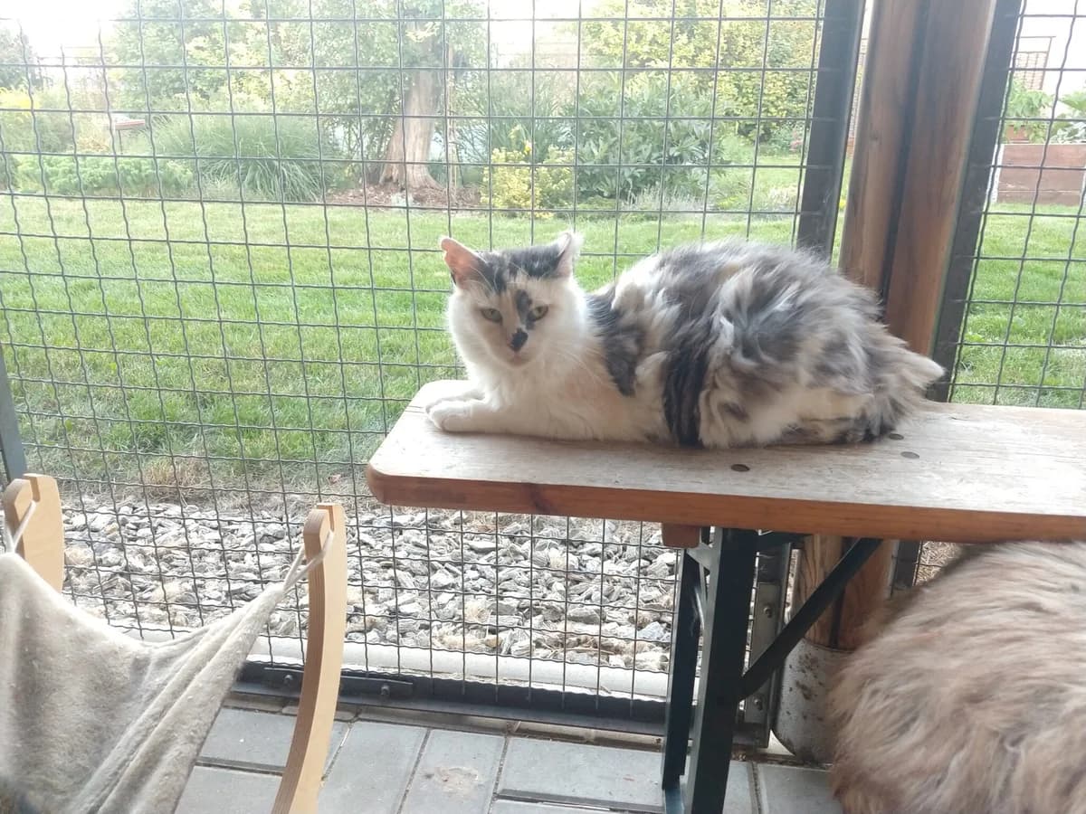 Breki, female 4yo Mixed Breed for adoption at Devět životů, Czech Republic