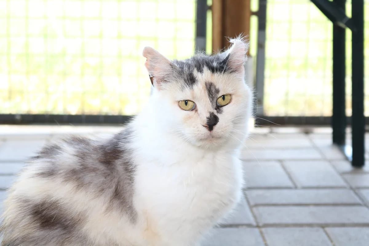 Breki, female Mixed Breed for adoption at Devět životů, Czech Republic — photo 8 of 26