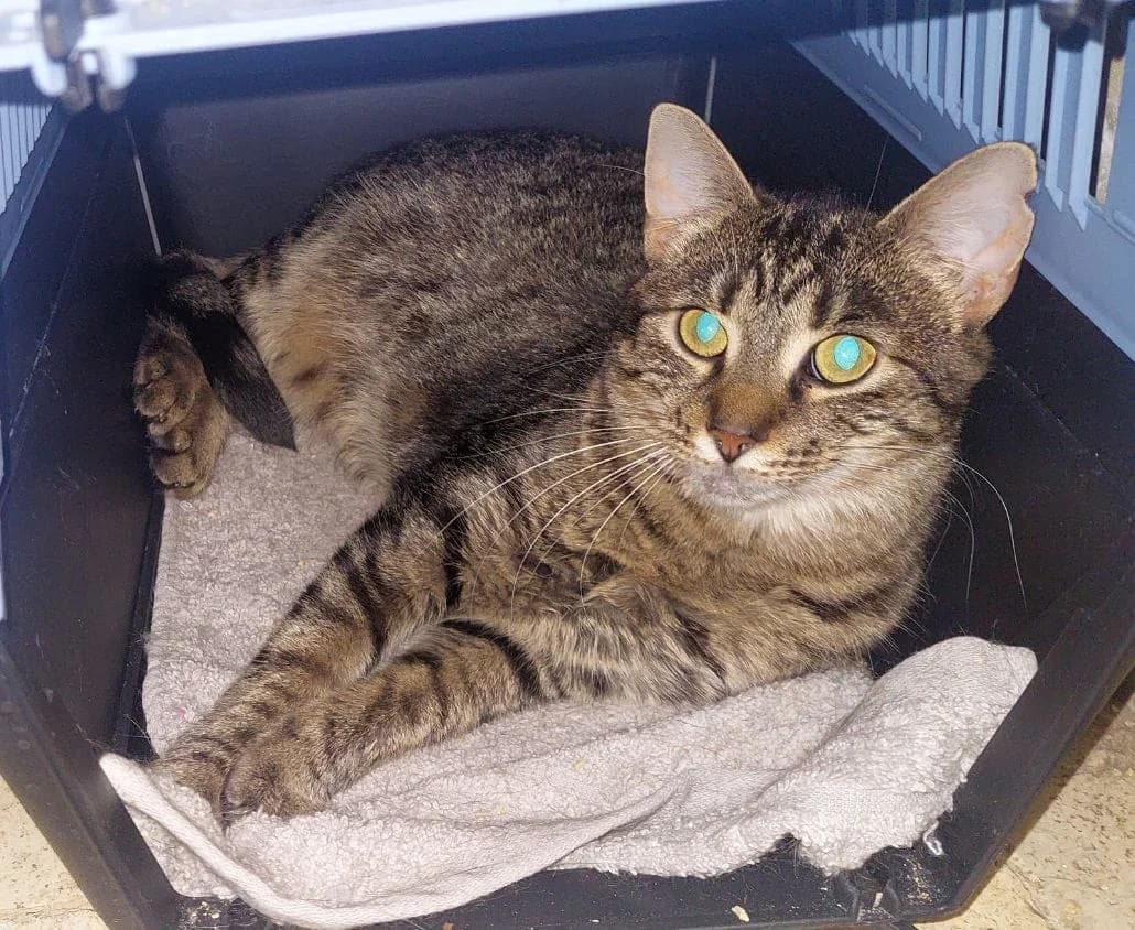 Dafné, female Mixed Breed for adoption at Devět životů, Czech Republic — photo 2 of 12