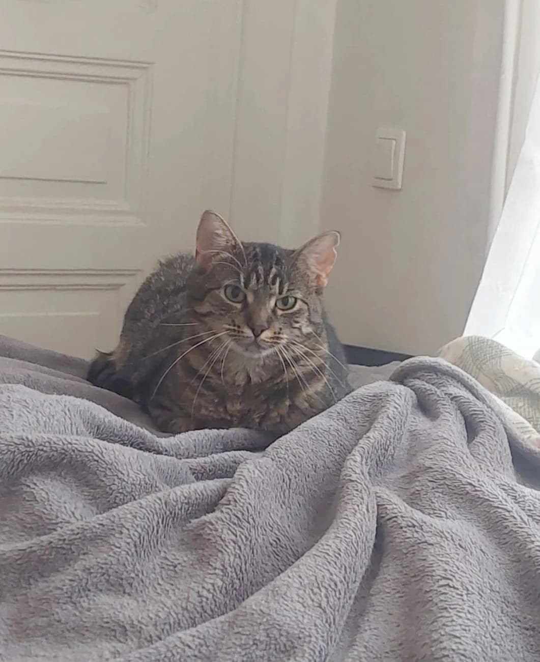 Dafné, female Mixed Breed for adoption at Devět životů, Czech Republic — photo 3 of 12