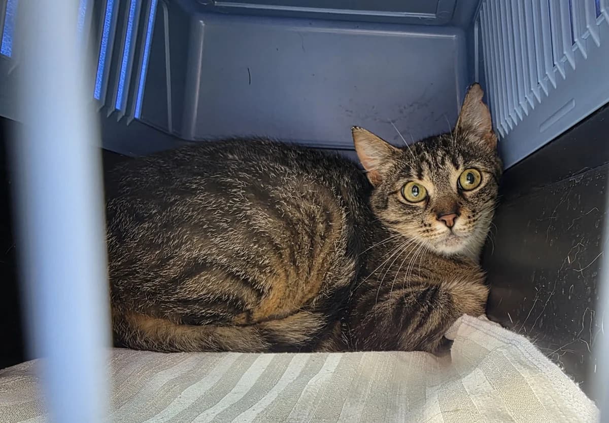 Dafné, female Mixed Breed for adoption at Devět životů, Czech Republic — photo 4 of 12
